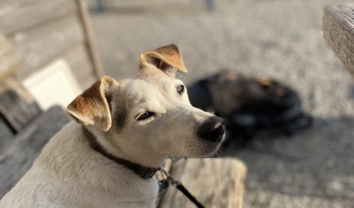 Artikelbild zu Artikel Neu beim DAV: Die Hunde-bergungsversicherung